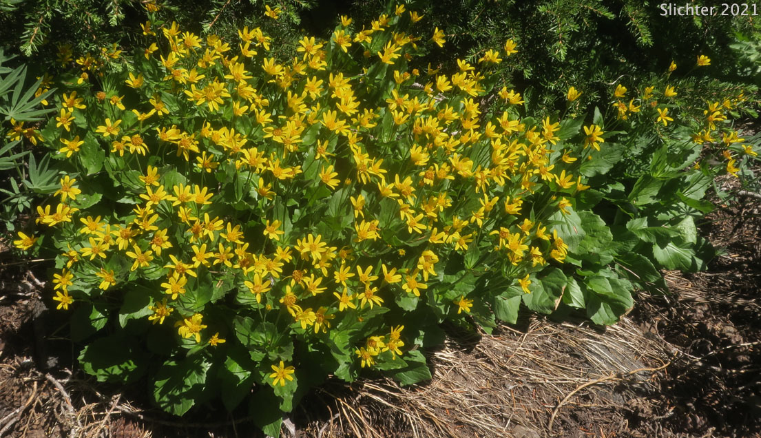 Broad-leaf Arnica, Broad-leaved Arnica, Daffodil Leopardbane, Longleaf Arnica, Mountain Arnica, Spearleaf Arnica, Seep Spring Arnica, Spear-leaf Leopardbane: Arnica longifolia (Synonym: Arnica latifolia var. latifolia)