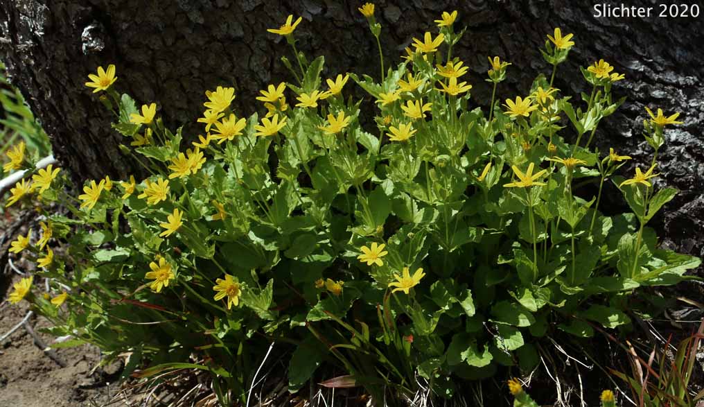 Broad-leaf Arnica, Broad-leaved Arnica, Daffodil Leopardbane, Longleaf Arnica, Mountain Arnica, Spearleaf Arnica, Seep Spring Arnica, Spear-leaf Leopardbane: Arnica longifolia (Synonym: Arnica latifolia var. latifolia)