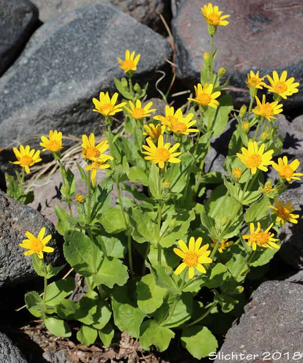 Broad-leaf Arnica, Broad-leaved Arnica, Daffodil Leopardbane, Longleaf Arnica, Mountain Arnica, Spearleaf Arnica, Seep Spring Arnica, Spear-leaf Leopardbane: Arnica longifolia (Synonym: Arnica latifolia var. latifolia)
