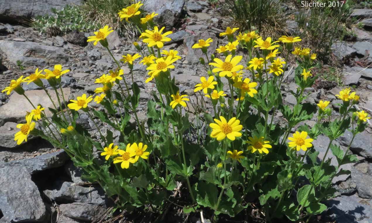 Broad-leaf Arnica, Broad-leaved Arnica, Daffodil Leopardbane, Longleaf Arnica, Mountain Arnica, Spearleaf Arnica, Seep Spring Arnica, Spear-leaf Leopardbane: Arnica longifolia (Synonym: Arnica latifolia var. latifolia)