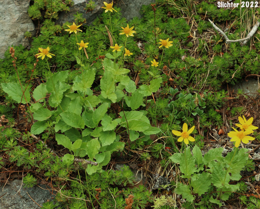 Broad-leaf Arnica, Broad-leaved Arnica, Daffodil Leopardbane, Longleaf Arnica, Mountain Arnica, Spearleaf Arnica, Seep Spring Arnica, Spear-leaf Leopardbane: Arnica longifolia (Synonym: Arnica latifolia var. latifolia)