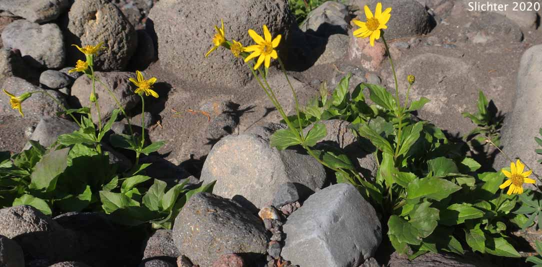 Broad-leaf Arnica, Broad-leaved Arnica, Daffodil Leopardbane, Longleaf Arnica, Mountain Arnica, Spearleaf Arnica, Seep Spring Arnica, Spear-leaf Leopardbane: Arnica longifolia (Synonym: Arnica latifolia var. latifolia)