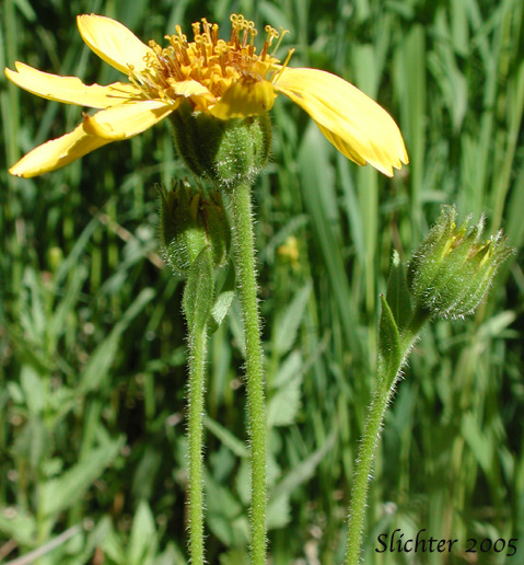 Hairy Arnica, Cordilleran Arnica, Cordilleran Leopardbane: Arnica mollis