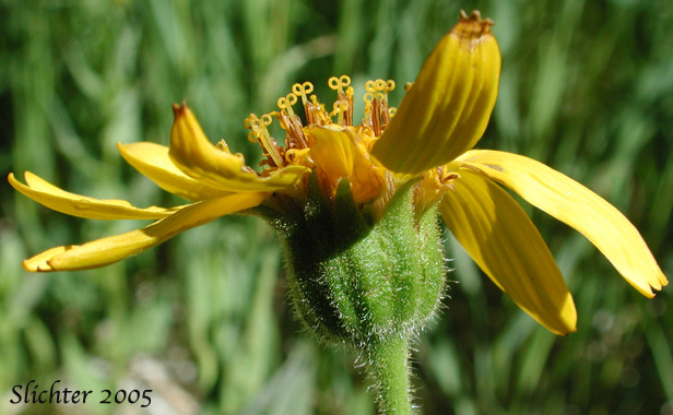 Hairy Arnica, Cordilleran Arnica, Cordilleran Leopardbane: Arnica mollis