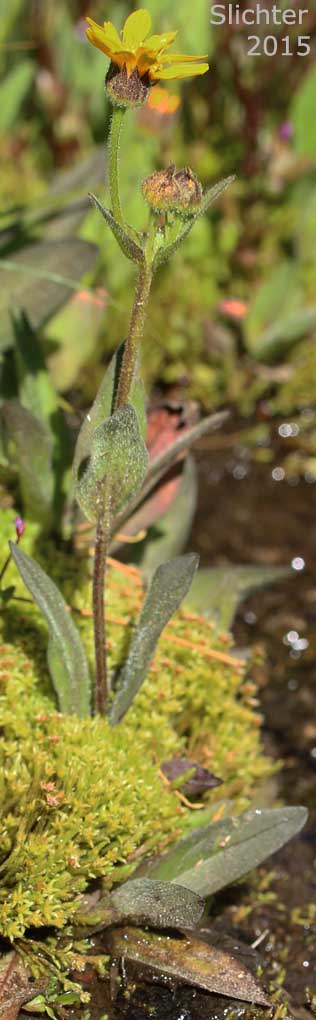 Hairy Arnica, Cordilleran Arnica, Cordilleran Leopardbane: Arnica mollis