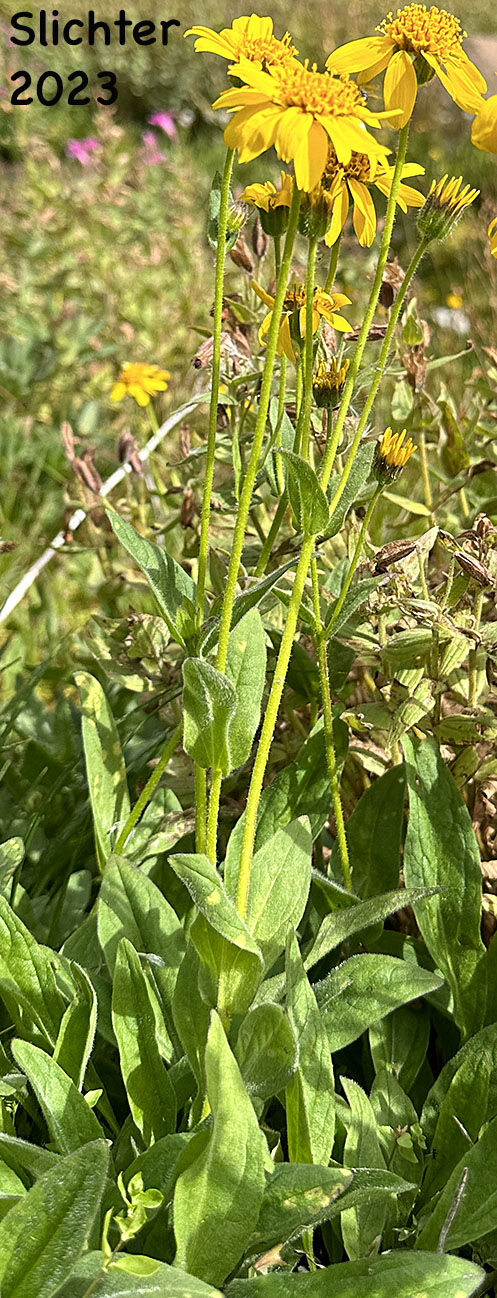 Hairy Arnica, Cordilleran Arnica, Cordilleran Leopardbane: Arnica mollis