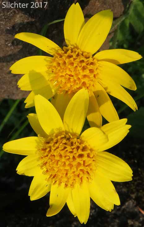 Hairy Arnica, Cordilleran Arnica, Cordilleran Leopardbane: Arnica mollis