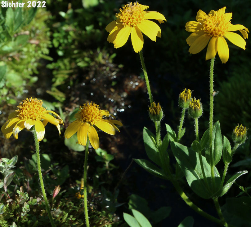 Hairy Arnica, Cordilleran Arnica, Cordilleran Leopardbane: Arnica mollis
