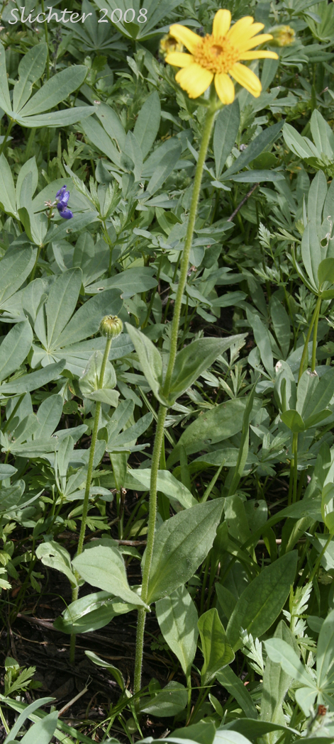 Hairy Arnica, Cordilleran Arnica, Cordilleran Leopardbane: Arnica mollis
