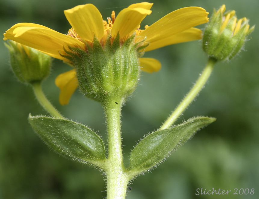 Involucral bracts of Hairy Arnica, Cordilleran Arnica, Cordilleran Leopardbane: Arnica mollis