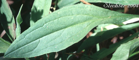 Basal leaf of Hairy Arnica, Cordilleran Arnica, Cordilleran Leopardbane: Arnica mollis