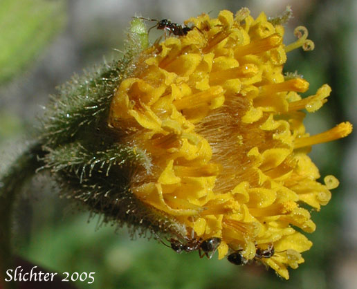 Flower head of Nodding Arnica, Parry's Arnica: Arnica parryi (Synonyms: Arnica angustifolia ssp. eradiata, Arnica parryi ssp. parryi, Arnica parryi ssp. sonnei, Arnica parryi var. parryi, Arnica parryi var. sonnei)