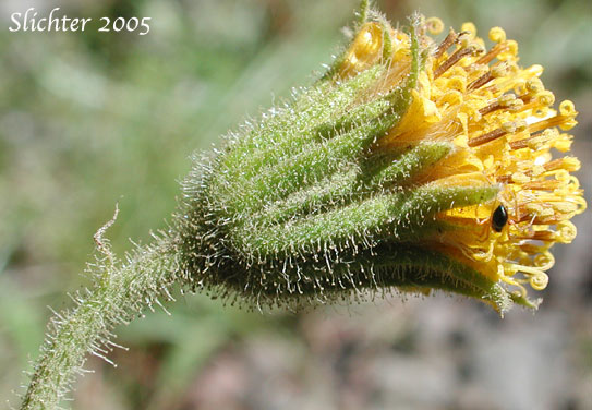 Involucral bracts of Nodding Arnica, Parry's Arnica: Arnica parryi (Synonyms: Arnica angustifolia ssp. eradiata, Arnica parryi ssp. parryi, Arnica parryi ssp. sonnei, Arnica parryi var. parryi, Arnica parryi var. sonnei)