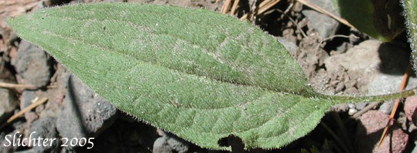 Lower stem leaf of Nodding Arnica, Parry's Arnica: Arnica parryi (Synonyms: Arnica angustifolia ssp. eradiata, Arnica parryi ssp. parryi, Arnica parryi ssp. sonnei, Arnica parryi var. parryi, Arnica parryi var. sonnei)