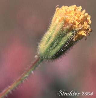 Involucral bracts of Nodding Arnica, Parry's Arnica: Arnica parryi (Synonyms: Arnica angustifolia ssp. eradiata, Arnica parryi ssp. parryi, Arnica parryi ssp. sonnei, Arnica parryi var. parryi, Arnica parryi var. sonnei)