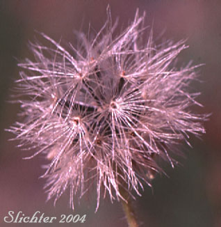 Ripe seed head of Nodding Arnica, Parry's Arnica: Arnica parryi (Synonyms: Arnica angustifolia ssp. eradiata, Arnica parryi ssp. parryi, Arnica parryi ssp. sonnei, Arnica parryi var. parryi, Arnica parryi var. sonnei)