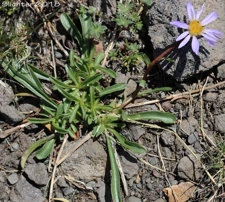 Alpine Aster , Tundra Aster: Oreostemma alpigenum var. alpigenum (Synonyms: Aster alpigenus ssp. alpigenus, Aster alpigenus var. alpigenus)