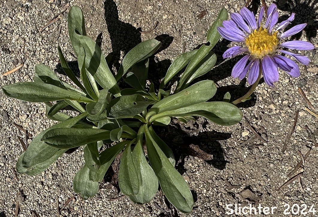 Alpine Aster , Tundra Aster: Oreostemma alpigenum var. alpigenum (Synonyms: Aster alpigenus ssp. alpigenus, Aster alpigenus var. alpigenus)