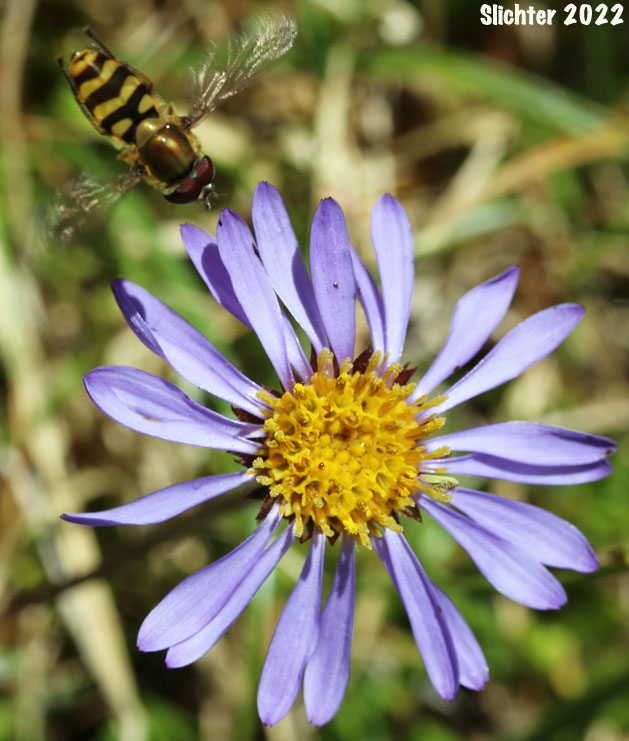 Alpine Aster , Tundra Aster: Oreostemma alpigenum var. alpigenum (Synonyms: Aster alpigenus ssp. alpigenus, Aster alpigenus var. alpigenus)