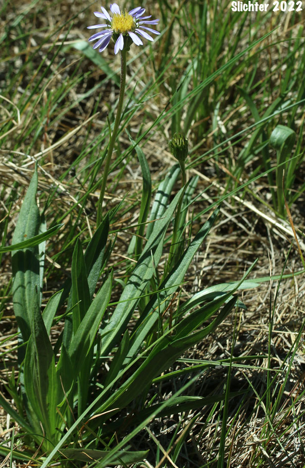 Alpine Aster , Tundra Aster: Oreostemma alpigenum var. alpigenum (Synonyms: Aster alpigenus ssp. alpigenus, Aster alpigenus var. alpigenus)