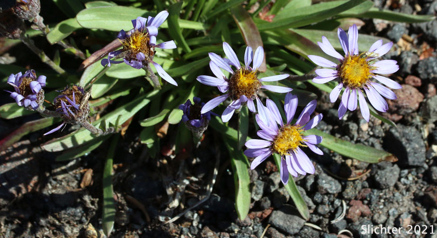 Alpine Aster , Tundra Aster: Oreostemma alpigenum var. alpigenum (Synonyms: Aster alpigenus ssp. alpigenus, Aster alpigenus var. alpigenus)