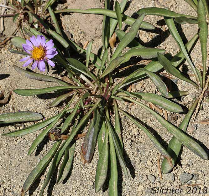 Alpine Aster , Tundra Aster: Oreostemma alpigenum var. alpigenum (Synonyms: Aster alpigenus ssp. alpigenus, Aster alpigenus var. alpigenus)