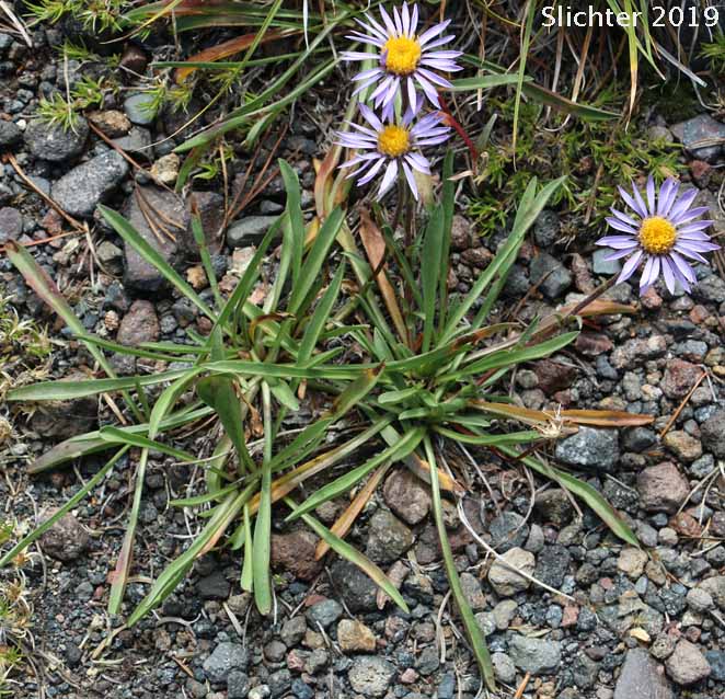 Alpine Aster , Tundra Aster: Oreostemma alpigenum var. alpigenum (Synonyms: Aster alpigenus ssp. alpigenus, Aster alpigenus var. alpigenus)