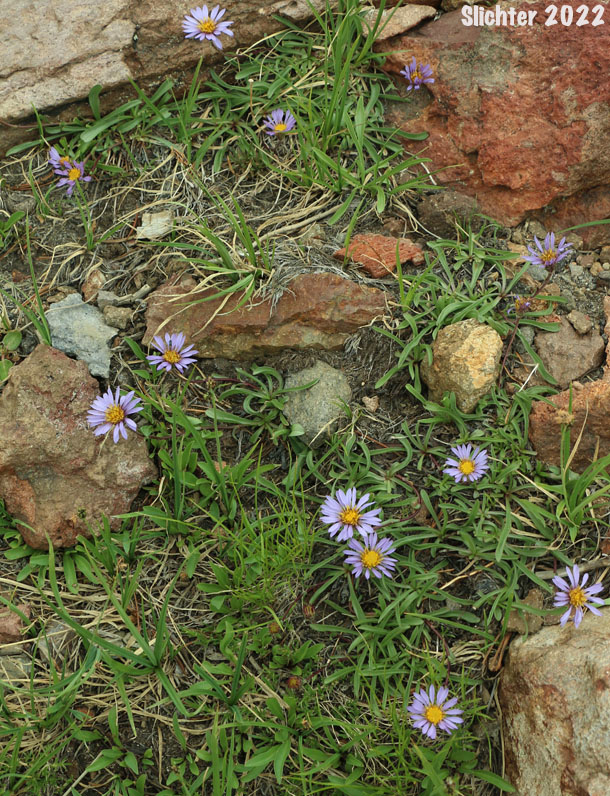 Alpine Aster , Tundra Aster: Oreostemma alpigenum var. alpigenum (Synonyms: Aster alpigenus ssp. alpigenus, Aster alpigenus var. alpigenus)