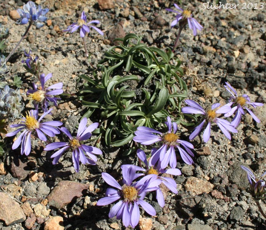 Alpine Aster , Tundra Aster: Oreostemma alpigenum var. alpigenum (Synonyms: Aster alpigenus ssp. alpigenus, Aster alpigenus var. alpigenus)