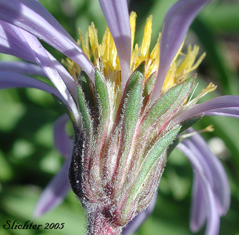 Involucral bracts of Alpine Aster , Tundra Aster: Oreostemma alpigenum var. alpigenum (Synonyms: Aster alpigenus ssp. alpigenus, Aster alpigenus var. alpigenus)