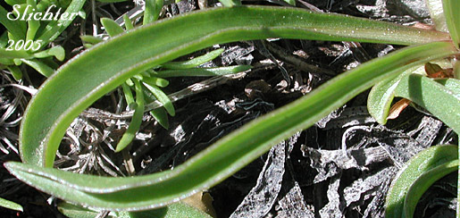 Basal leaves of Alpine Aster , Tundra Aster: Oreostemma alpigenum var. alpigenum (Synonyms: Aster alpigenus ssp. alpigenus, Aster alpigenus var. alpigenus)