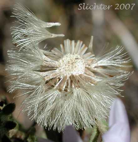 Seed Head of Western Meadow Aster: Symphyotrichum campestre (Synonyms: Aster campestris, Aster campestris var. bloomeri, Aster campestris var. campestris, Symphyotrichum campestre var. bloomeri, Symphyotrichum campestre var. campestre)