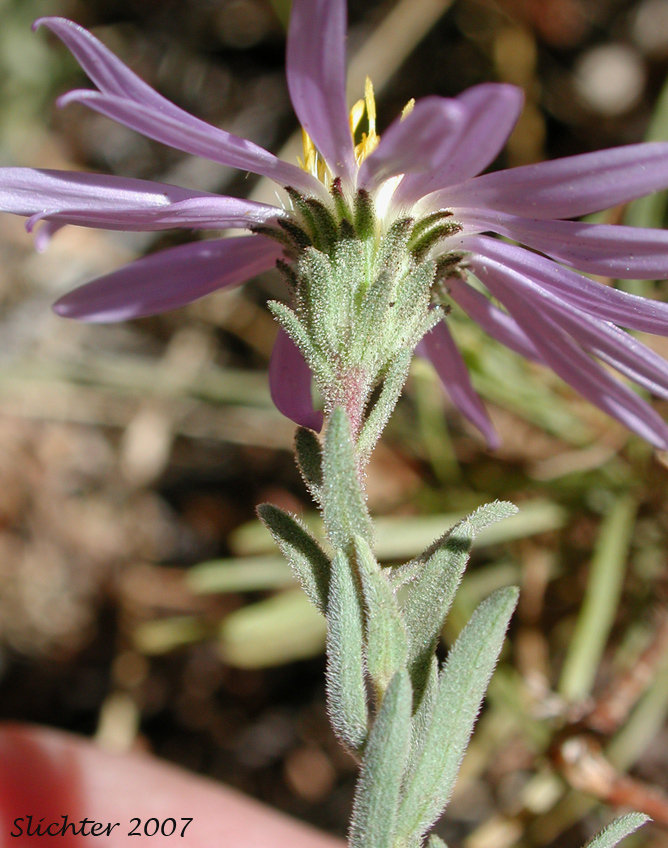 Involucre and upper stem leaves of Western Meadow Aster: Symphyotrichum campestre (Synonyms: Aster campestris, Aster campestris var. bloomeri, Aster campestris var. campestris, Symphyotrichum campestre var. bloomeri, Symphyotrichum campestre var. campestre)