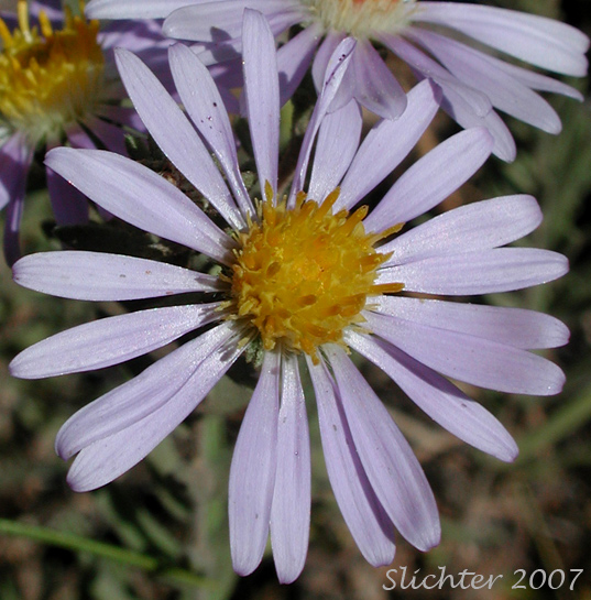 Flower Head of Western Meadow Aster: Symphyotrichum campestre (Synonyms: Aster campestris, Aster campestris var. bloomeri, Aster campestris var. campestris, Symphyotrichum campestre var. bloomeri, Symphyotrichum campestre var. campestre)