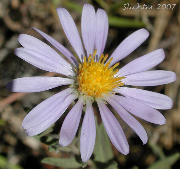 Flower Head of Western Meadow Aster: Symphyotrichum campestre (Synonyms: Aster campestris, Aster campestris var. bloomeri, Aster campestris var. campestris, Symphyotrichum campestre var. bloomeri, Symphyotrichum campestre var. campestre)