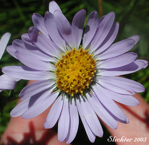 Flower head of Leafy Aster, Leafybract Aster, Parry's Aster: Symphyotrichum foliaceum var. parryi (Synonyms: Aster ascendens var. parryi, Aster diabolicus, Aster foliaceus var. canbyi, Aster foliaceus var. frondeus, Aster foliaceus var. parryi, Aster foliaceus var. subpetiolatus, Aster frondeus)