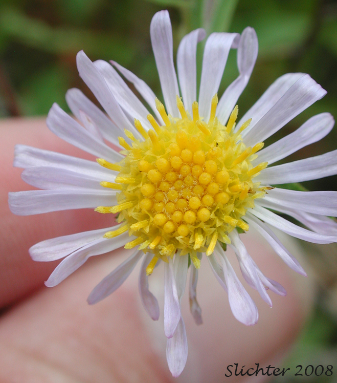 Flower head of Leafy Aster, Leafybract Aster, Parry's Aster: Symphyotrichum foliaceum var. parryi (Synonyms: Aster ascendens var. parryi, Aster diabolicus, Aster foliaceus var. canbyi, Aster foliaceus var. frondeus, Aster foliaceus var. parryi, Aster foliaceus var. subpetiolatus, Aster frondeus)