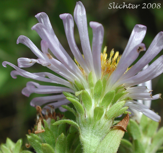 Leaf-like bracts of Leafy Aster, Leafybract Aster, Parry's Aster: Symphyotrichum foliaceum var. parryi (Synonyms: Aster ascendens var. parryi, Aster diabolicus, Aster foliaceus var. canbyi, Aster foliaceus var. frondeus, Aster foliaceus var. parryi, Aster foliaceus var. subpetiolatus, Aster frondeus)