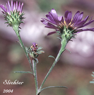 Leafy Aster, Leafybract Aster, Parry's Aster: Symphyotrichum foliaceum var. parryi (Synonyms: Aster ascendens var. parryi, Aster diabolicus, Aster foliaceus var. canbyi, Aster foliaceus var. frondeus, Aster foliaceus var. parryi, Aster foliaceus var. subpetiolatus, Aster frondeus)