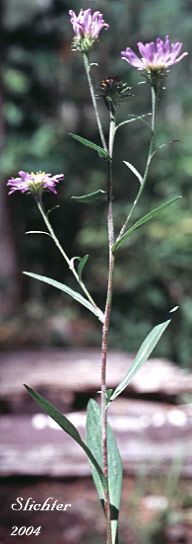 Leafy Aster, Leafybract Aster, Parry's Aster: Symphyotrichum foliaceum var. parryi (Synonyms: Aster ascendens var. parryi, Aster diabolicus, Aster foliaceus var. canbyi, Aster foliaceus var. frondeus, Aster foliaceus var. parryi, Aster foliaceus var. subpetiolatus, Aster frondeus)