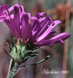 Leafy Aster, Leafybract Aster, Parry's Aster: Symphyotrichum foliaceum var. parryi (Synonyms: Aster ascendens var. parryi, Aster diabolicus, Aster foliaceus var. canbyi, Aster foliaceus var. frondeus, Aster foliaceus var. parryi, Aster foliaceus var. subpetiolatus, Aster frondeus)