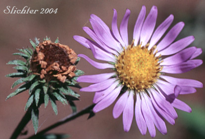 Leafy Aster, Leafybract Aster, Parry's Aster: Symphyotrichum foliaceum var. parryi (Synonyms: Aster ascendens var. parryi, Aster diabolicus, Aster foliaceus var. canbyi, Aster foliaceus var. frondeus, Aster foliaceus var. parryi, Aster foliaceus var. subpetiolatus, Aster frondeus)