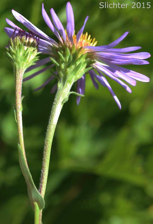 Leafy Aster, Leafybract Aster, Parry's Aster: Symphyotrichum foliaceum var. parryi (Synonyms: Aster ascendens var. parryi, Aster diabolicus, Aster foliaceus var. canbyi, Aster foliaceus var. frondeus, Aster foliaceus var. parryi, Aster foliaceus var. subpetiolatus, Aster frondeus)