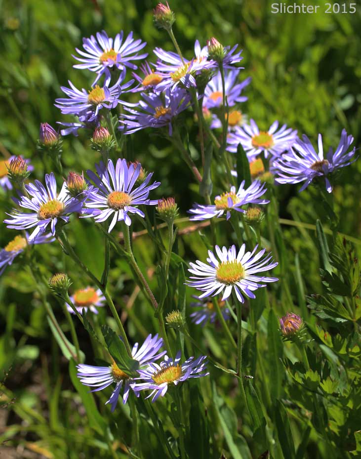 Leafy Aster, Leafybract Aster, Parry's Aster: Symphyotrichum foliaceum var. parryi (Synonyms: Aster ascendens var. parryi, Aster diabolicus, Aster foliaceus var. canbyi, Aster foliaceus var. frondeus, Aster foliaceus var. parryi, Aster foliaceus var. subpetiolatus, Aster frondeus)