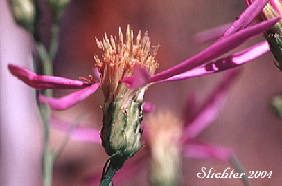 Klickitat Aster: Eucephalus glaucescens (Synonyms: Aster engelmannii var. glaucescens, Aster glaucescens)