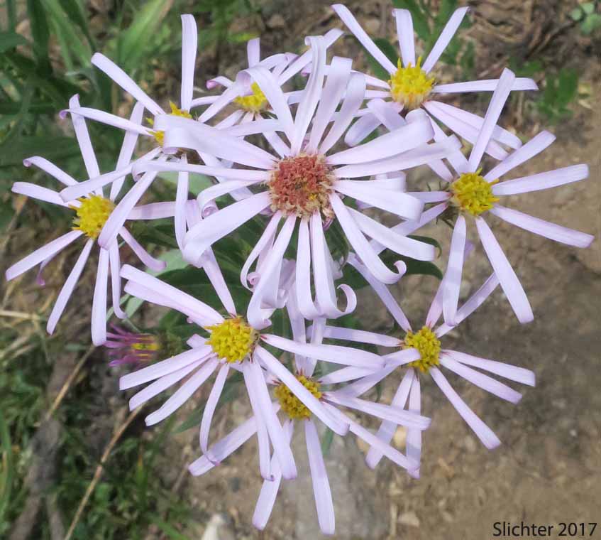 Cascade Aster: Eucephalus ledophyllus (Synonyms: Aster ledophyllus, Aster ledophyllus var. covillei, Aster ledophyllus var. ledophyllus, Eucephalus ledophyllus vr. covillei, Eucephalus ledophyllus var. ledophyllus)