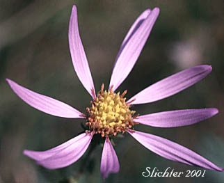Flower head of Cascade Aster: Eucephalus ledophyllus (Synonyms: Aster ledophyllus, Aster ledophyllus var. covillei, Aster ledophyllus var. ledophyllus, Eucephalus ledophyllus vr. covillei, Eucephalus ledophyllus var. ledophyllus)