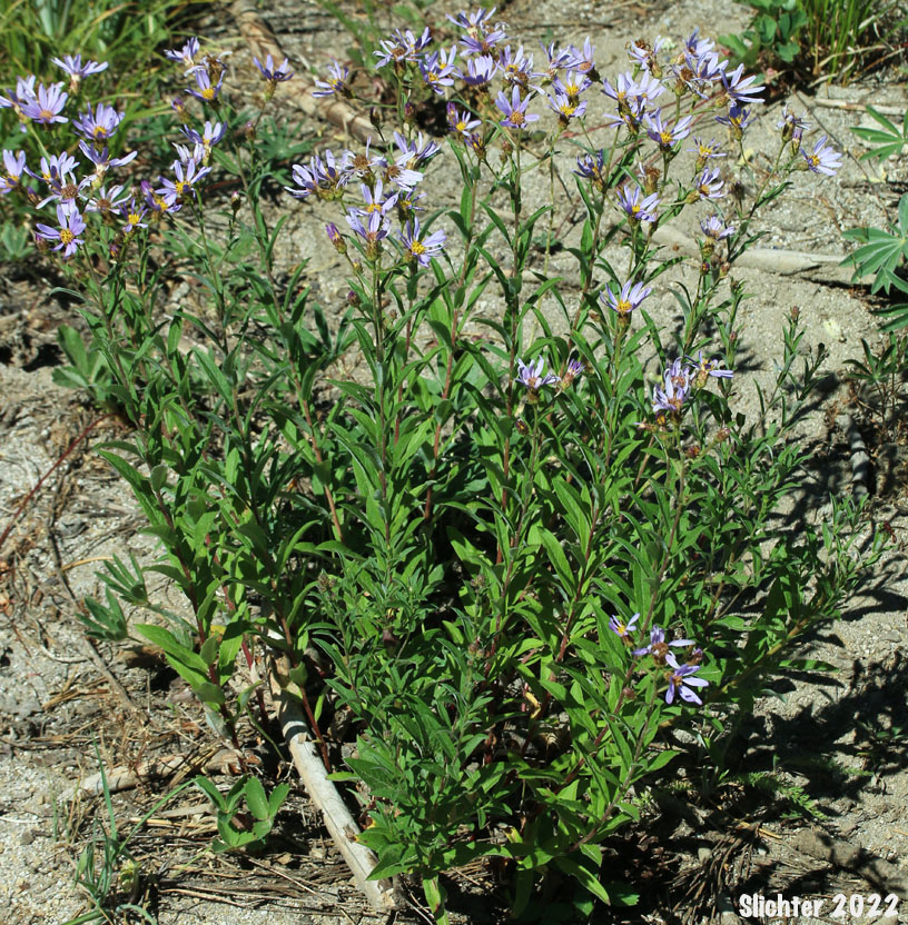 Cascade Aster: Eucephalus ledophyllus (Synonyms: Aster ledophyllus, Aster ledophyllus var. covillei, Aster ledophyllus var. ledophyllus, Eucephalus ledophyllus vr. covillei, Eucephalus ledophyllus var. ledophyllus)