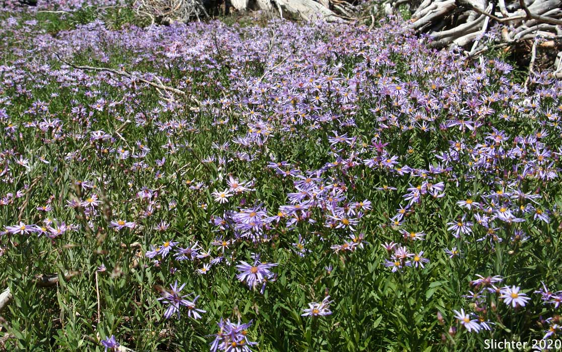 Cascade Aster: Eucephalus ledophyllus (Synonyms: Aster ledophyllus, Aster ledophyllus var. covillei, Aster ledophyllus var. ledophyllus, Eucephalus ledophyllus vr. covillei, Eucephalus ledophyllus var. ledophyllus)