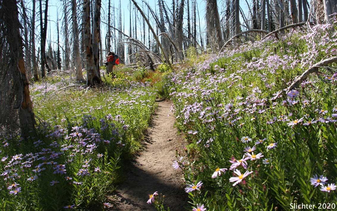 Cascade Aster: Eucephalus ledophyllus (Synonyms: Aster ledophyllus, Aster ledophyllus var. covillei, Aster ledophyllus var. ledophyllus, Eucephalus ledophyllus vr. covillei, Eucephalus ledophyllus var. ledophyllus)